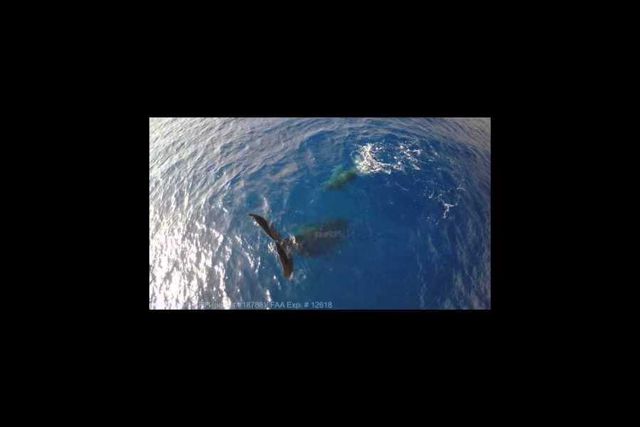 Why was a humpback whale caught in a headstand?