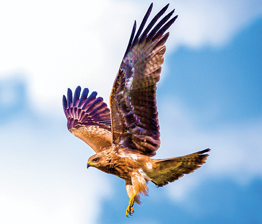 Mimicking Biology for Better Drones